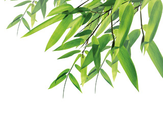 绿色竹子竹叶春天元素GIF动态图竹子元素
